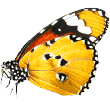 http://pethabit.net/wp-content/uploads/2019/08/butterfly.png
